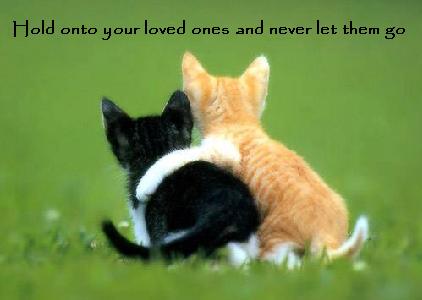 Meow! Miau!  Kitten. Katzen. Cat. Cats. Hold onto your loved ones and never let them go.