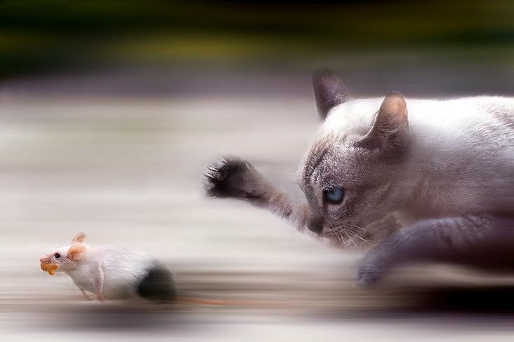 Cat mouse speed chase.