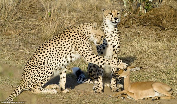 Cheetahs pat baby antelope( by Michel Denis-Huot).