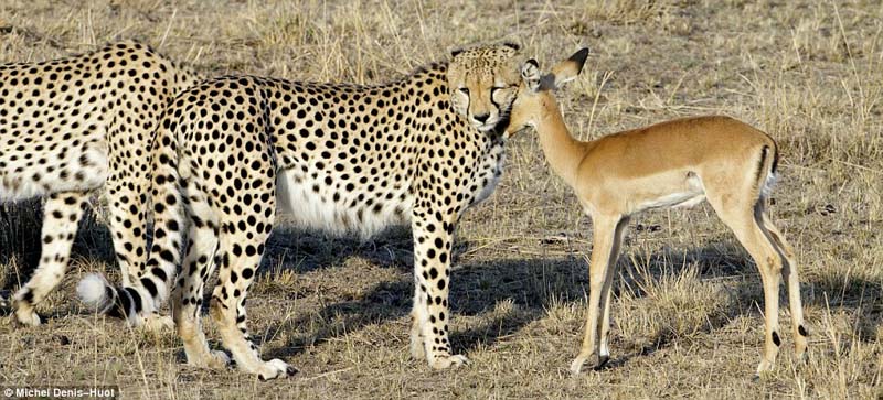 Antelope cuddling with Cheetah (by Michel Denis-Huot)