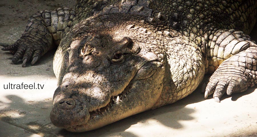 Crocodile (c)reated by h.r.fox @ ultrafeel.tv