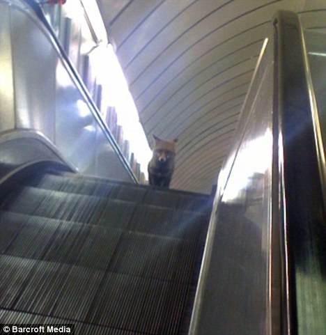 A fox on a London tube escalator.