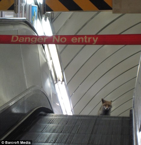 Fox in an escalator.