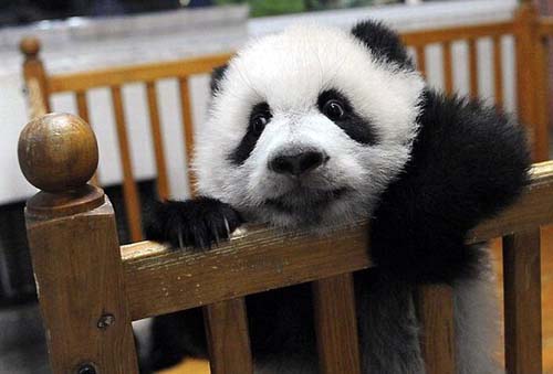Baby panda tries to escape.