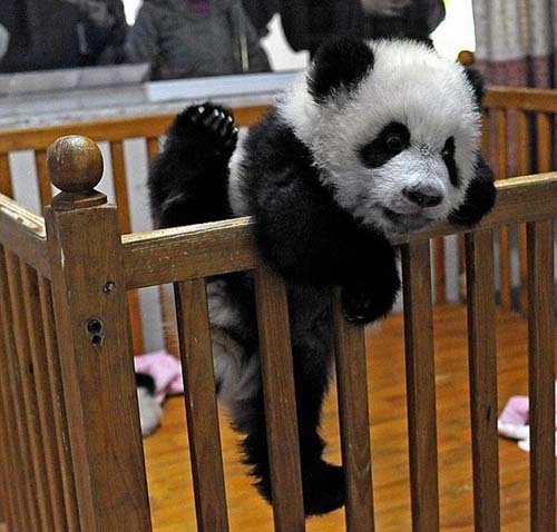 Baby panda's escpae.