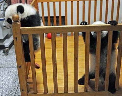 Two baby pandas, one tries to escape again...