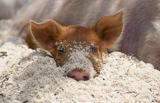 Pig in sand.
