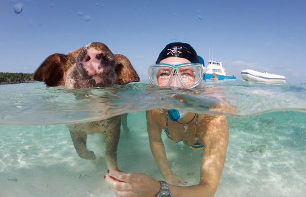 Pig swimming in sea with woman.