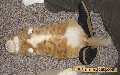 Cat with shoes...