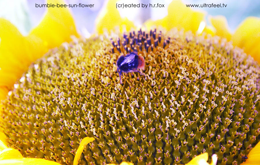 Sunflower and bumblebee -  (cr)eated by h.r.fox @ ultrafeel.tv