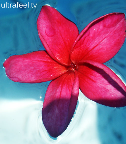 Red flower in blue water.