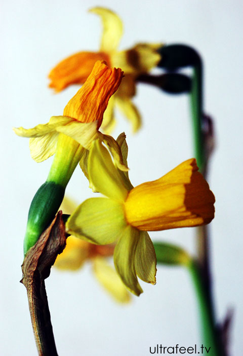 Daffodil by h.r.fox @ ultrafeel.tv
