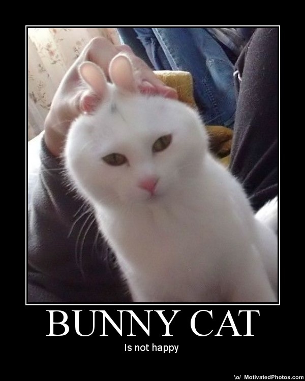 Easter cat meme.
