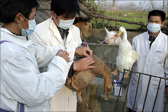 Bird flu infects swine?
