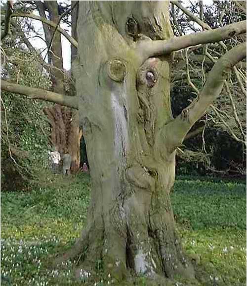 Tree that looks like a squashed face.