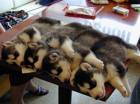 Four cute dogs / puppies sleeping.