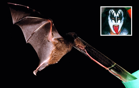 Bat (Anoura fistulata) has longe tongue than KISS rock-musician Gene Simmons...