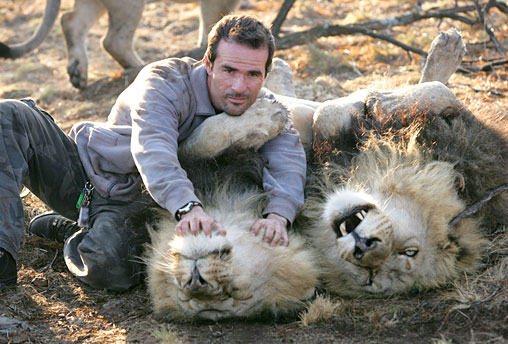 Kevin Richardson with lions.