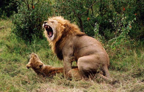 Lion has sex.