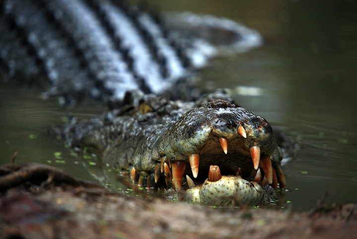 Judi Liosatos 'Crocodile'