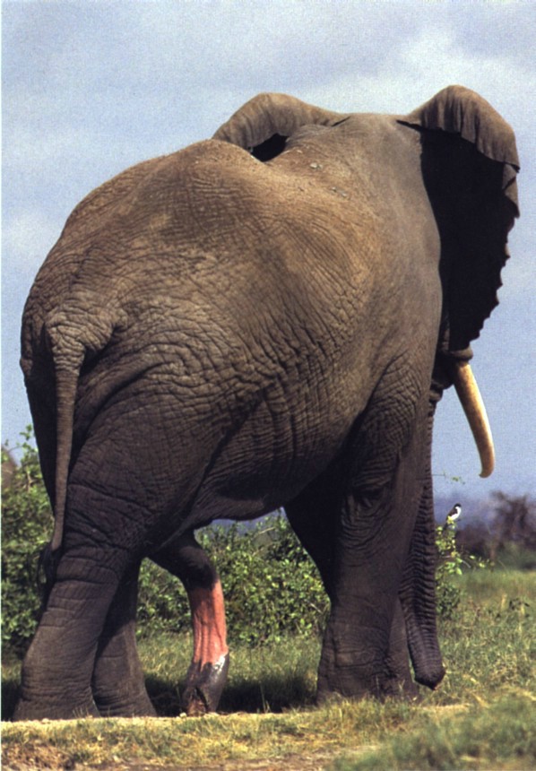 Elephant with huge penis.