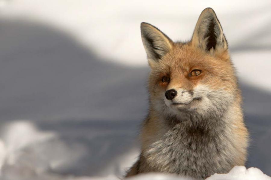 Fox in snow, checking the environment.