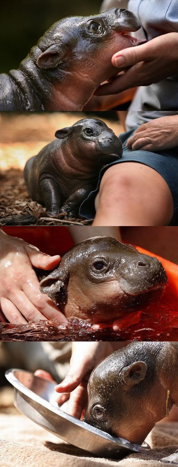 Baby hippo by Kate Geraghty.