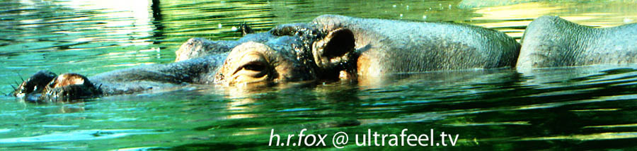 Hippopotamus - Flusspferd. (c) Ultrafeel.tv