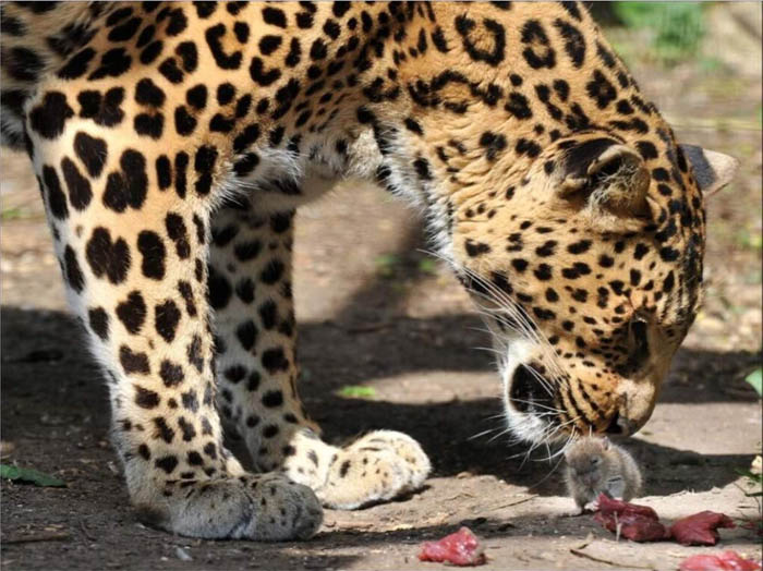 Leopard noses at a mouse which steals its food...