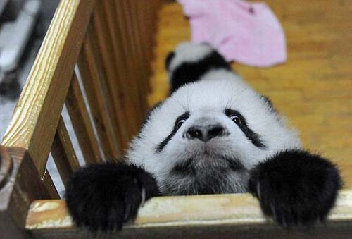 Baby Panda.