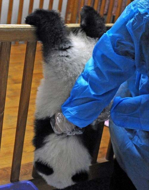 Panda's escape.