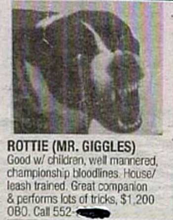 Rottweiler: Dangerous dog in newspaper advertisement.