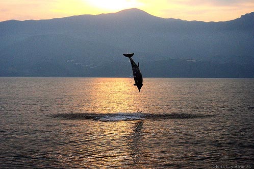 Dolphin jumping (c) by Gloria Latorre & Álvar Montes)