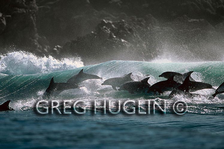 Surfing dolphins by Greg Huglin