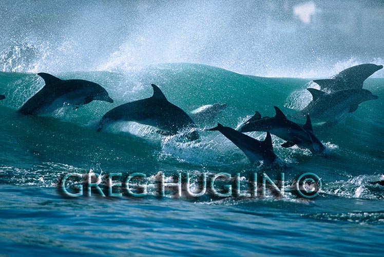 Surfing dolphins by Greg Huglin