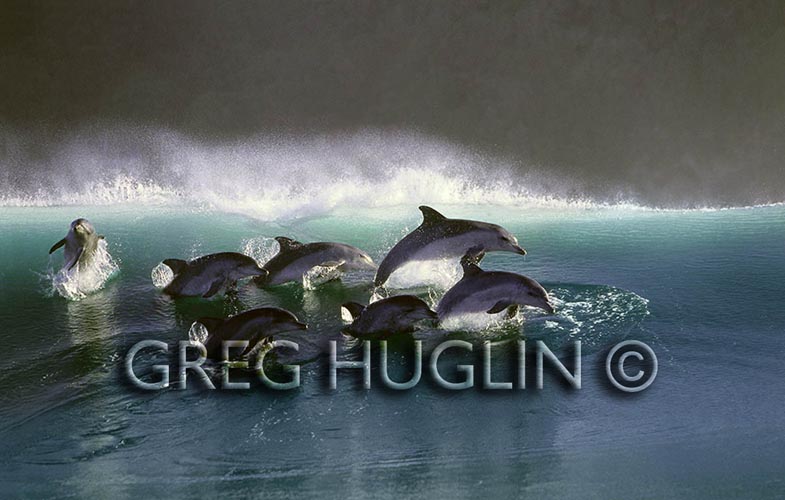 Greg Huglin's Surfing Dolphins.