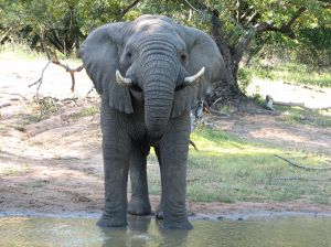 African Elephant. Afrikanischer Elefant.