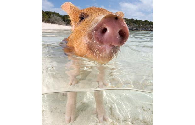 Piglet in the sea.