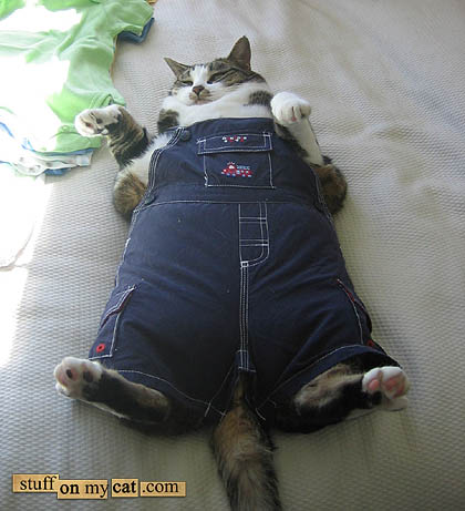 Pretty fat cat in trousers...