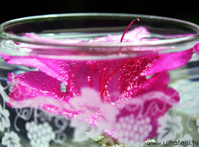 Pink flower in a water glass. (c) h.r.fox @ ultrafeel.tv