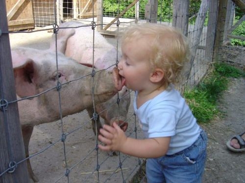 Baby kisses pig.