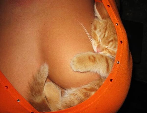 Happy pussy cat at tit