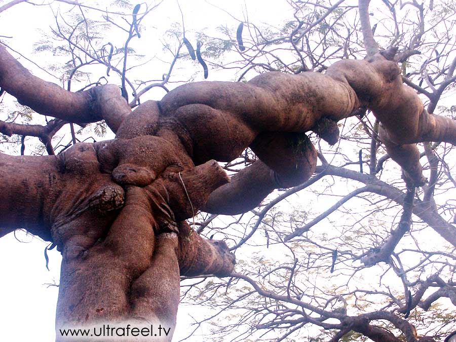 Tree with female properties. Photo taken in Port Blair, Andaman Island, India