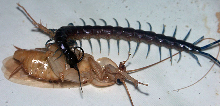 Centipede eats bug.
