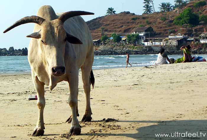 Holy cow, bull, at Arambol, Goa, India