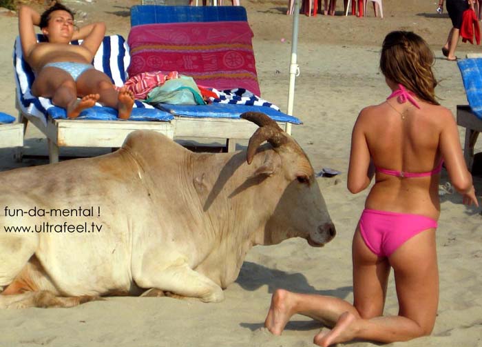 Topless girl and sexy model posing next to a holy cow in Goa, India.